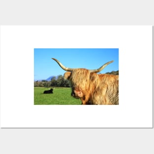 Highland Cows in the Sunshine Posters and Art